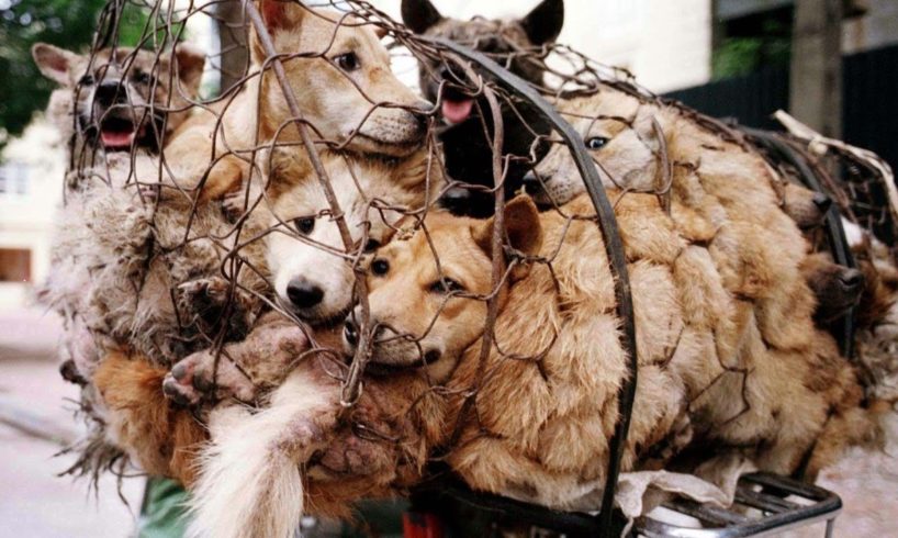 Rescues 3 Dogs From Huge Slaughterhouse Lost Over 150 Dogs a Day by Hero Man