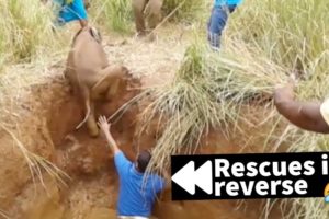 Rescues in Reverse are Hilariously Cruel - Try Not to Laugh ???