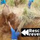 Rescues in Reverse are Hilariously Cruel - Try Not to Laugh ???