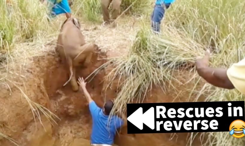 Rescues in Reverse are Hilariously Cruel - Try Not to Laugh ???