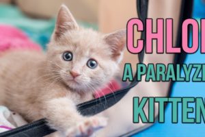 Rescuing Chloe, a Paralyzed Kitten