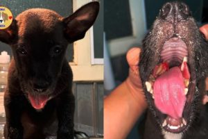 Rescuing Poor Puppy Broken All JAW Make You Crying!!