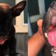 Rescuing Poor Puppy Broken All JAW Make You Crying!!