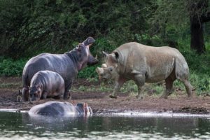 Rhino Figh Hippo - Big Battle -Moments Of Wild Animal Fights
