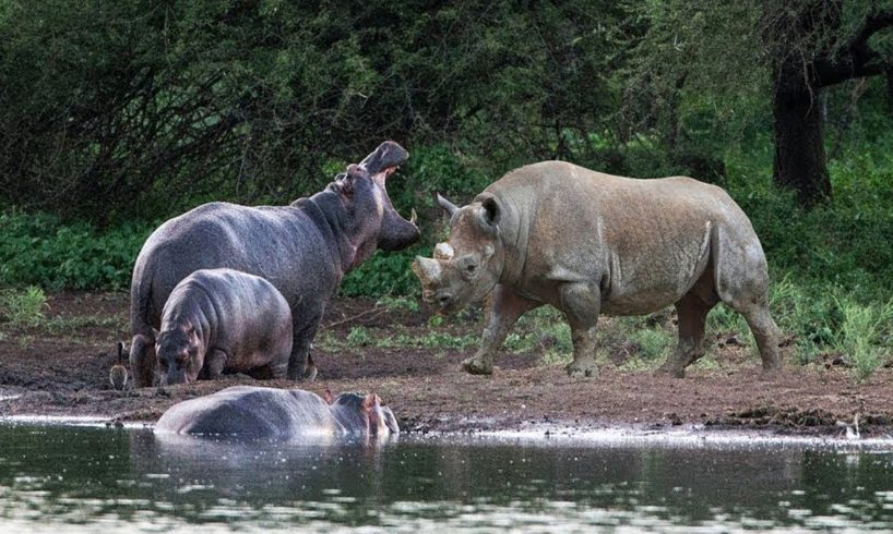 Rhino Figh Hippo – Big Battle -Moments Of Wild Animal Fights