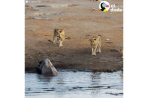 Rinoceronte embarazada pelea contra leones hambrientos | El Dodo