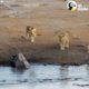 Rinoceronte embarazada pelea contra leones hambrientos | El Dodo
