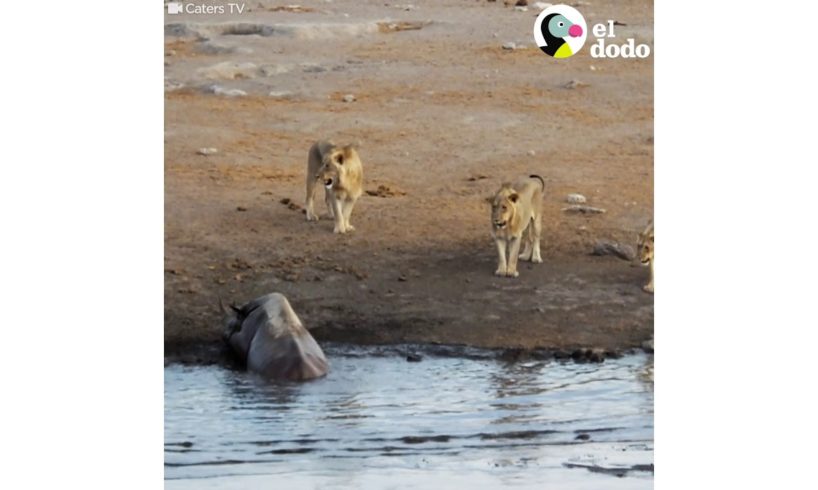 Rinoceronte embarazada pelea contra leones hambrientos | El Dodo