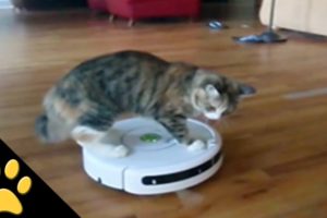 Roomba Cats: Compilation