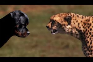 Rottweiler vs Cheetah - Ultimate Comparison