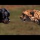 Rottweiler vs Cheetah - Ultimate Comparison