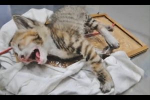 SHAME! Kitten Rescued From a Glue Trap! Cat found waiting to die #2019