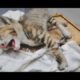 SHAME! Kitten Rescued From a Glue Trap! Cat found waiting to die #2019