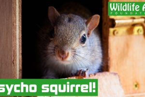 SQUIRREL runs riot in the house!