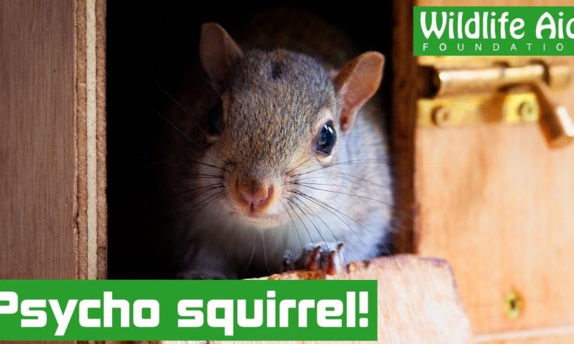 SQUIRREL runs riot in the house!