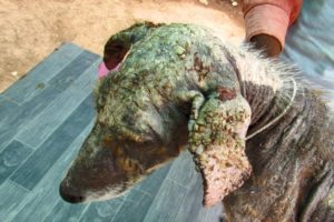 Sad little puppy with mange in need of urgent help rescued