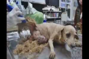 Shame!!!how this dog survived Animal Rescue 2017