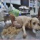 Shame!!!how this dog survived Animal Rescue 2017