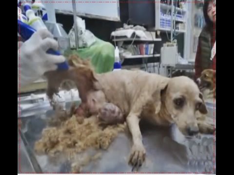 Shame!!!how this dog survived Animal Rescue 2017