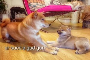 Shiro isn't that bad after all - Shiba Inu puppies (with captions)