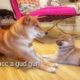 Shiro isn't that bad after all - Shiba Inu puppies (with captions)