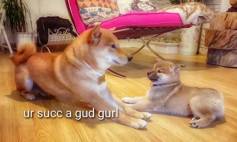 Shiro isn't that bad after all - Shiba Inu puppies (with captions)