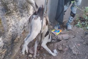 Shocking rescue of dog impaled by steel rod