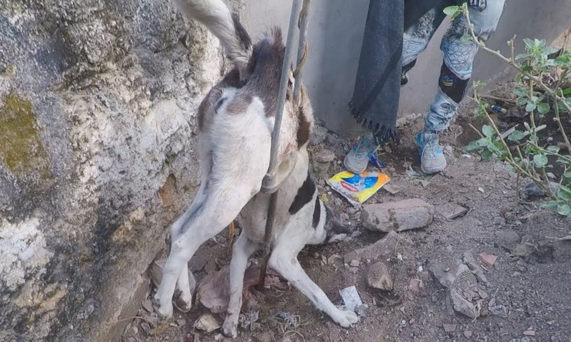 Shocking rescue of dog impaled by steel rod