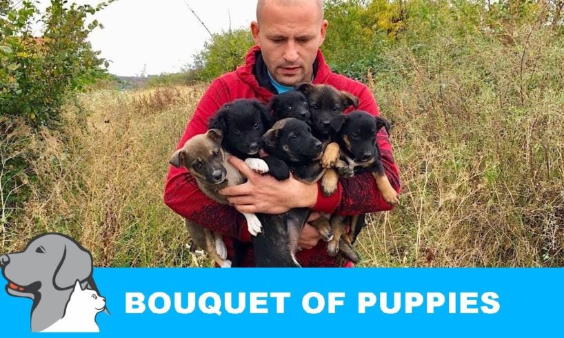 Six Puppies Rescued from Bushes