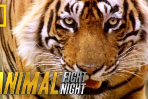 Slash a Tiger By the Toe | Animal Fight Night