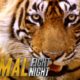Slash a Tiger By the Toe | Animal Fight Night