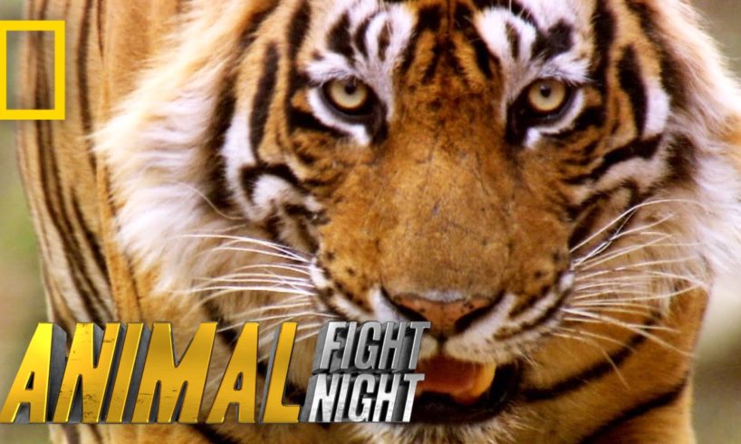 Slash a Tiger By the Toe | Animal Fight Night