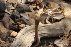 Snake Rescue |  Indian Cobra Rescue In Apartment | Animal Rescue India