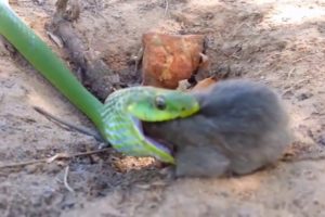 Snake vs Bull Elephant Crocodile vs Elephant Lion attacks Animal fight back Nature Wildlife