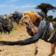 Snake vs Lions  Python vs Elephant attacks Animal fight |  | King Cobra Attack Baby Lions