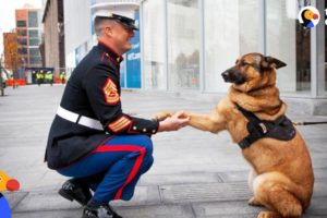 Soldiers Come Home To Dogs Compilation & More | The Dodo Best Of