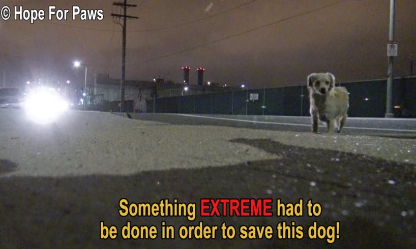 Something EXTREME had to be done in order to save this homeless dog.  DON'T BLINK or you'll miss it!