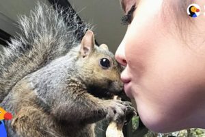 Squirrel Keeps Coming Back To Rescue Mom - GIBBY | The Dodo