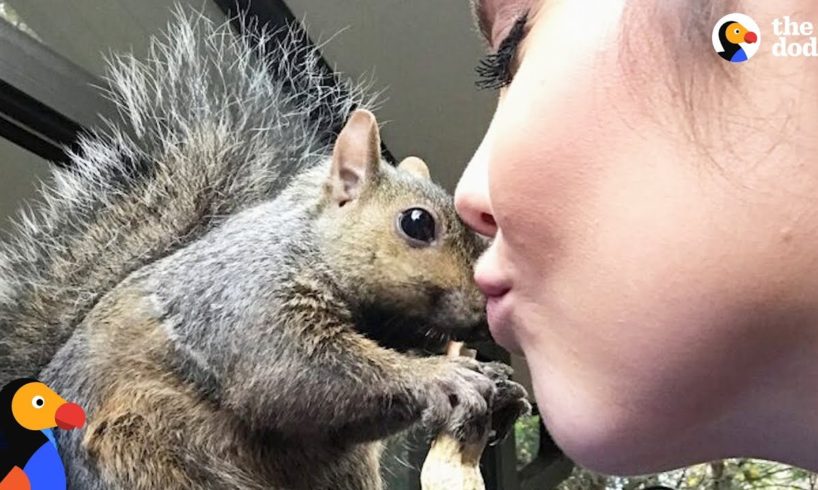 Squirrel Keeps Coming Back To Rescue Mom - GIBBY | The Dodo