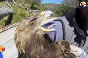 Starving Eagle Rescued from Well | The Dodo