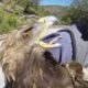 Starving Eagle Rescued from Well | The Dodo