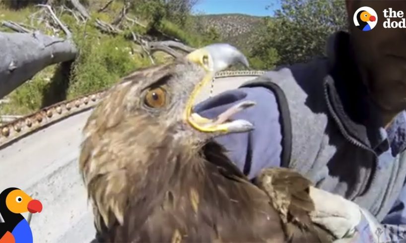 Starving Eagle Rescued from Well | The Dodo