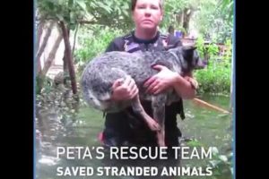 Stranded Animals Saved by PETA