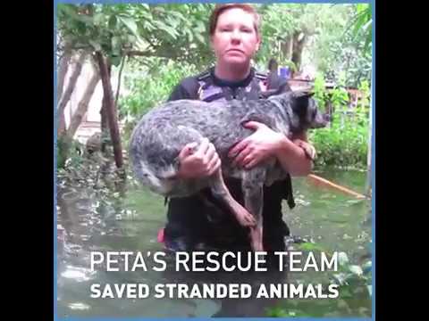 Stranded Animals Saved by PETA