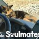 Stray Kitten Won't Let Traveling Couple Leave Her Behind  | The Dodo Soulmates