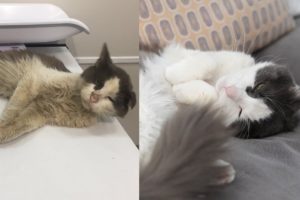 Street Cat Rescue: Before and After