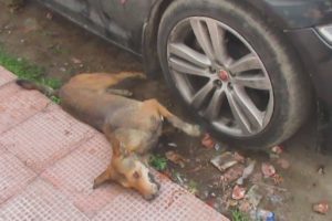 Street dog having violent seizure rescued on road