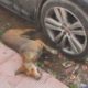 Street dog having violent seizure rescued on road