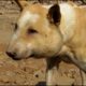Street dog suffering from huge abscess saved!