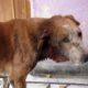 Street dog's ear devoured by flesh-eating worms, rescued